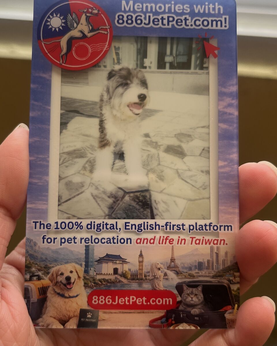 Hobi, a grey and white dog, on his 886JetPet memory card after relocating from Taiwan to the United States