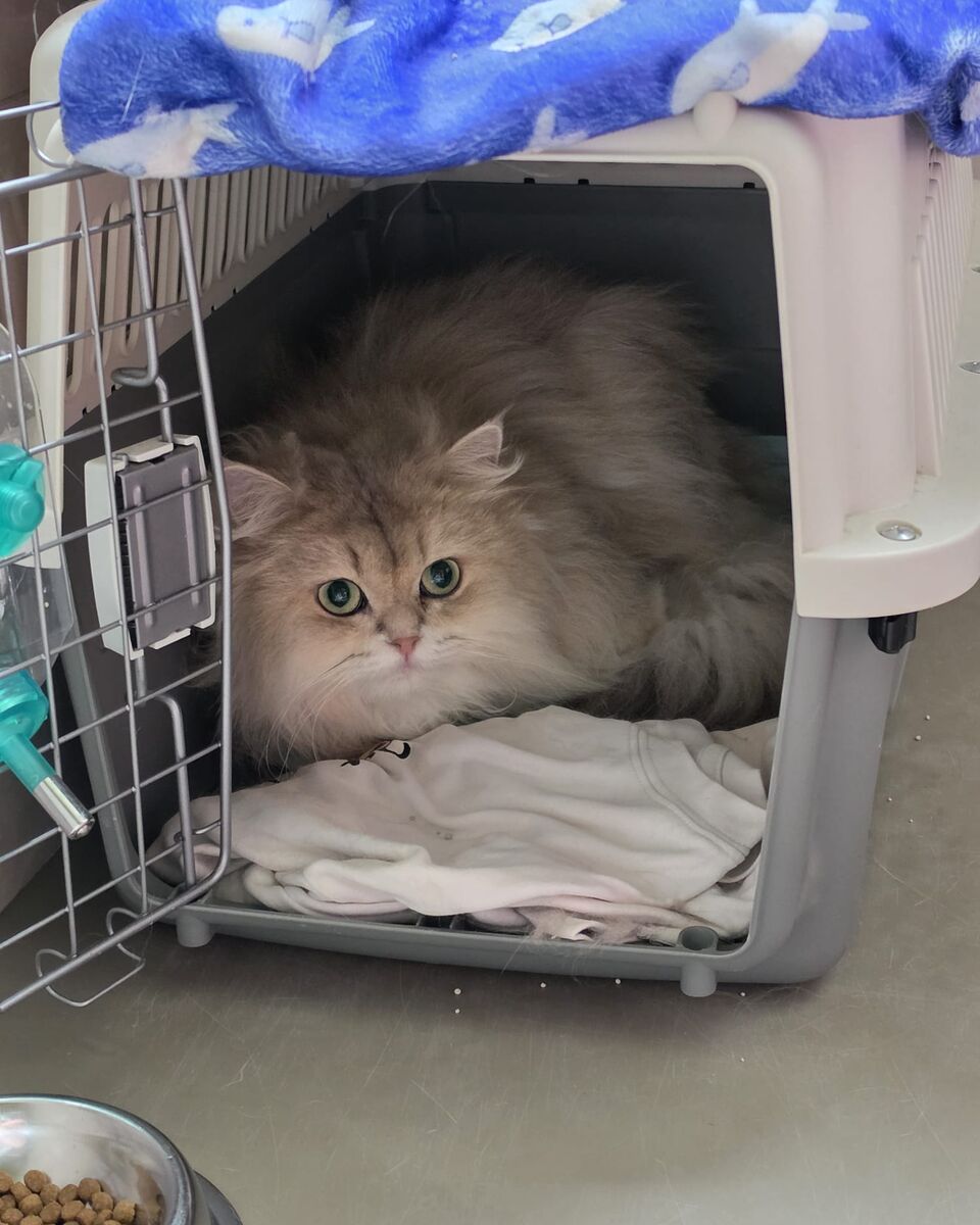 Snowey, a long-haired cream cat, resting inside her travel crate before flying from Taiwan to Singapore